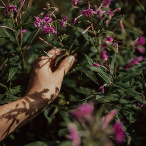 Fireweed Organic Loose herbal Tea | leaf tea | zerowaste-Plūkt-infusion.organic