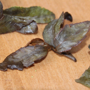 Oolong Gui Fei Tea - 10 g - Oolong Tea - Oolong Tea - infusion.organic