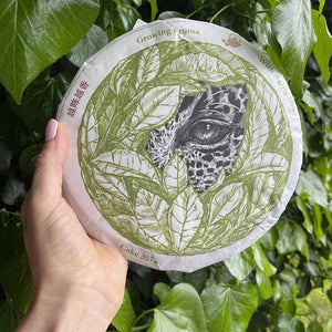 Puer Shu Tea (cooked) Growing Aroma 2019 Cake 357g - Pu-Erh-tea - Pu-Erh-tea - infusion.organic