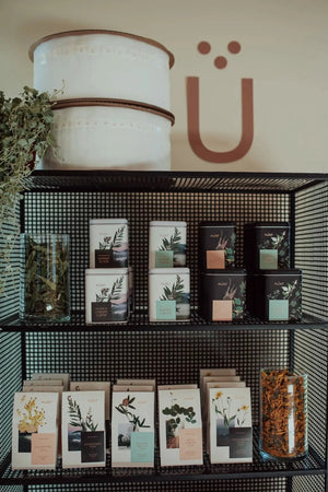 Red Clover Tea -loose tea,wellness tea,organic herbal tea-Plūkt-infusion.organic