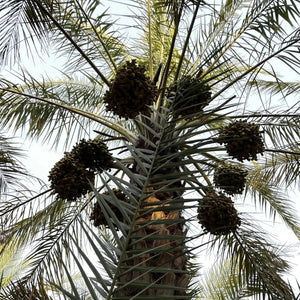 KABKAB Dates Sachet - Dried Fruits - Dried Fruits - infusion.organic