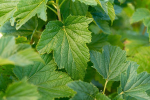 herbal tea Cassis Blackcurrant - Herbal tea - Herbal tea - infusion.organic
