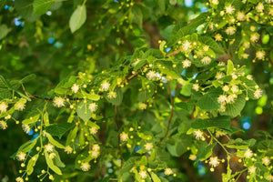 herbal tea Linden Relax Digestion Sweating - Herbal tea - Herbal tea - infusion.organic