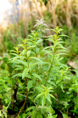 herbal tea Verbena Relax Calming Digestion, - Herbal tea - Herbal tea - infusion.organic