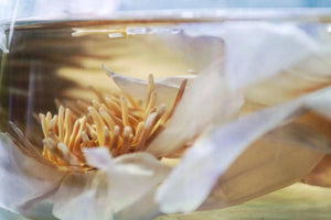 Nymphaea Caerulea Egyptian Blue Lotus Dried WHOLE FLOWER - Magical Tea - Magical Tea - infusion.organic