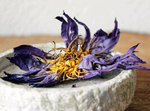 Nymphaea Caerulea Egyptian Blue Lotus Dried WHOLE FLOWER - Magical Tea - Magical Tea - infusion.organic