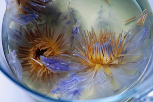 Nymphaea Caerulea Egyptian Blue Lotus Dried WHOLE FLOWER - Magical Tea - infusion.organic