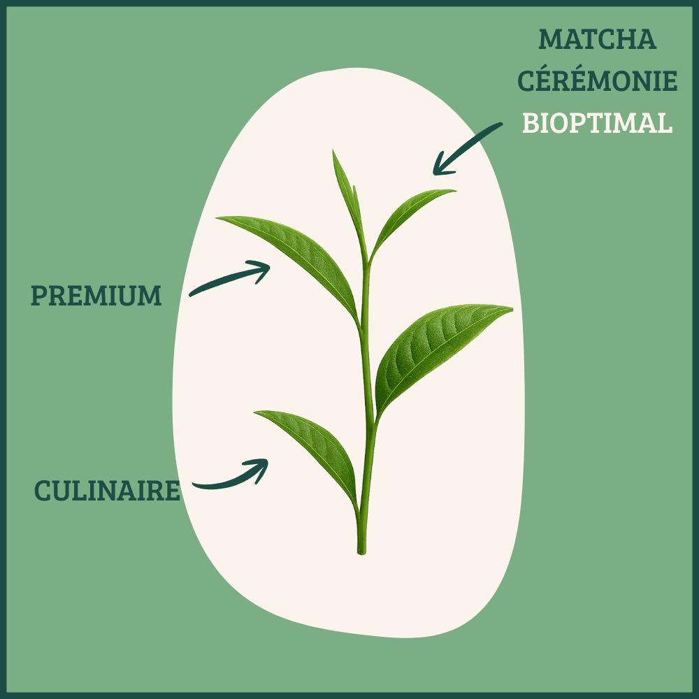 Matcha bio cérémonie poudre -  Bioptimal Bioptimal Superaliment infusion.organic