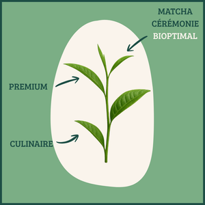 Matcha bio cérémonie poudre -  Bioptimal Bioptimal Superaliment infusion.organic