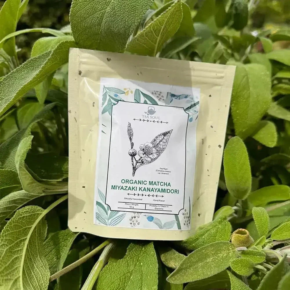 Green Tea Miyazaki Kanayamidori 50 g - Green Tea - Green Tea - infusion.organic