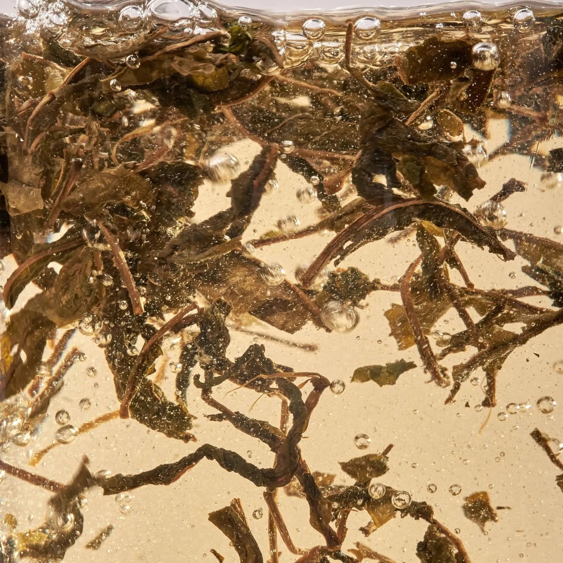 Nordic Black Tea - decaf, energy-boost, organic, herbal tea-Plūkt-infusion.organic