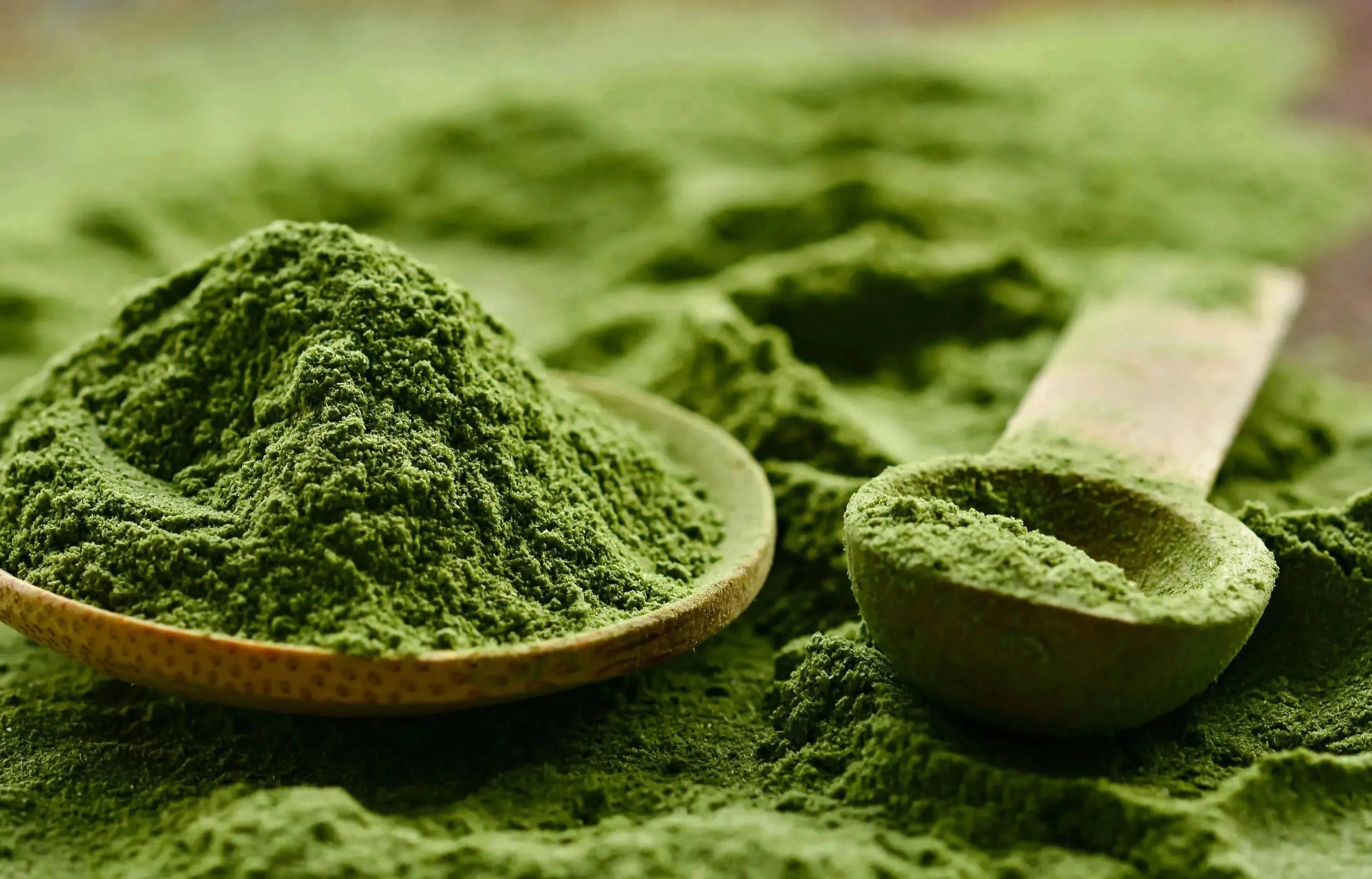Japanese Matcha Tea Powder - Green Tea, Matcha - Green Tea, Matcha, Supplements - infusion.organic
